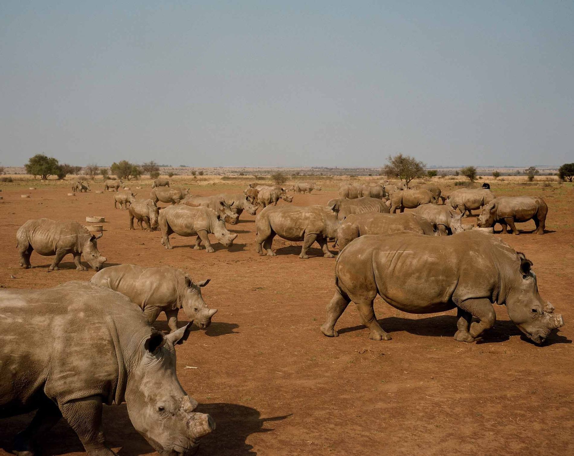 Más de 2 mil rinocerontes blancos en cautividad en Sudáfrica serán liberados en diez años