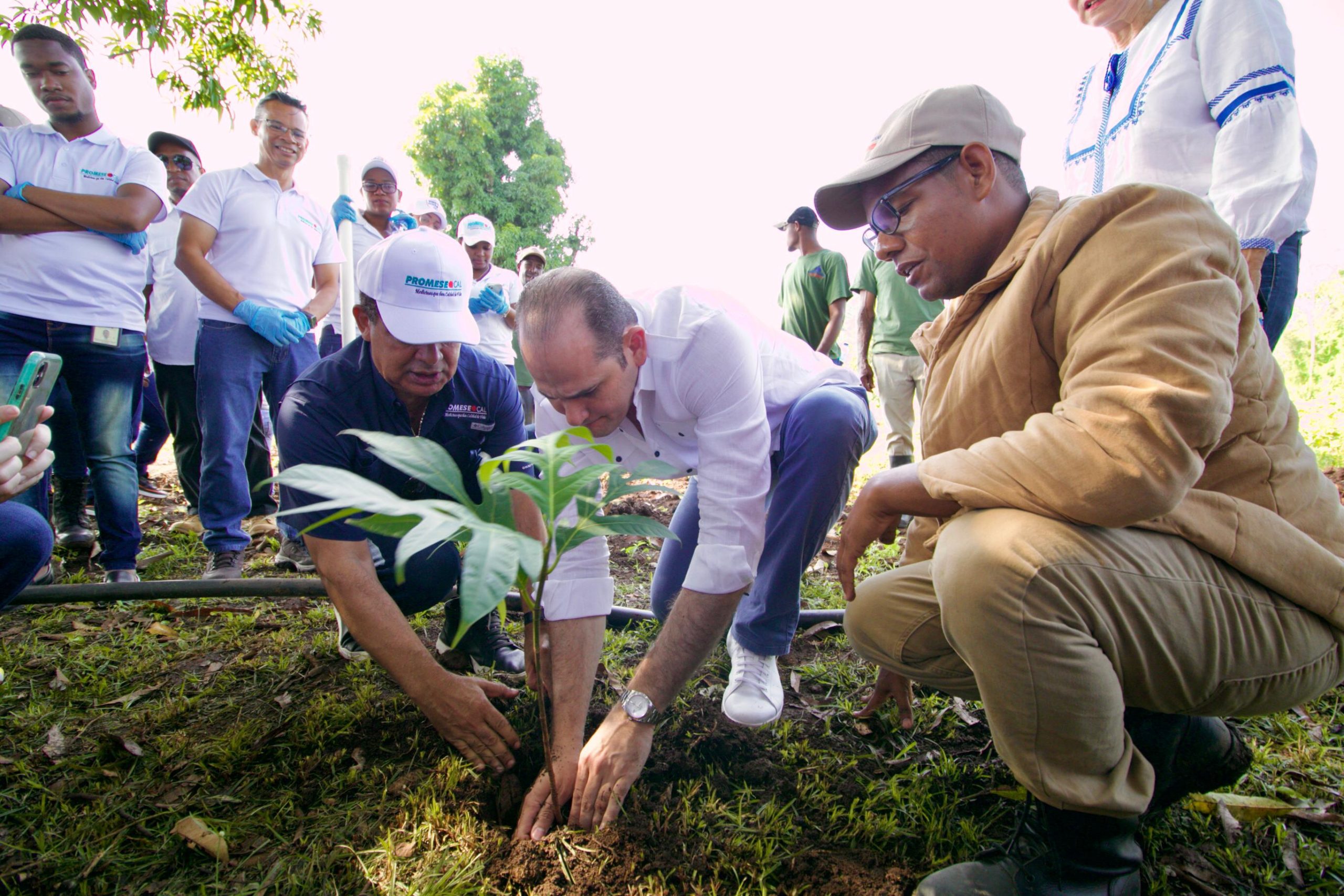 PROMESE/CAL realiza jornada plantación mil doscientos árboles de buen pan en Yamasá