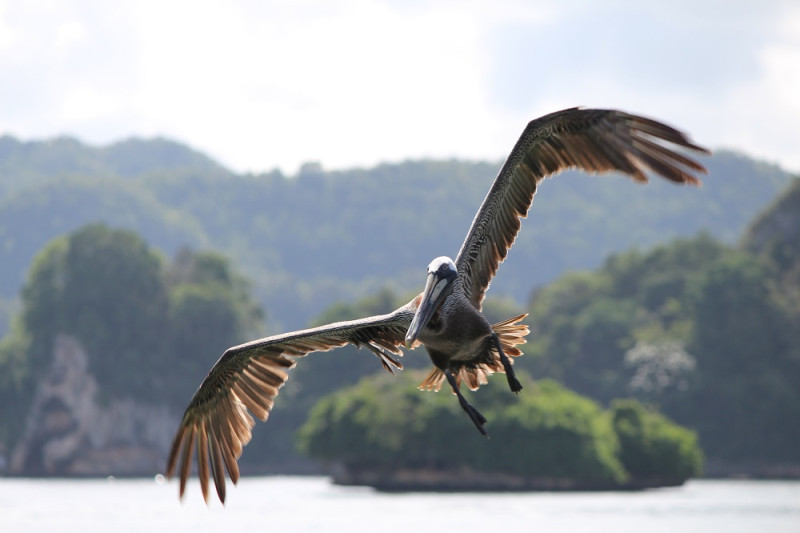 10 destinos en los que brilla la fauna dominicana