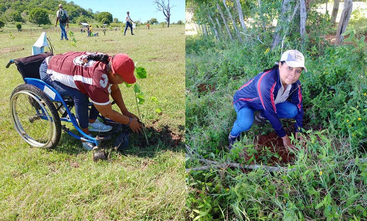 Plan de Reforestación ha plantado 600 mil árboles en zona fronteriza