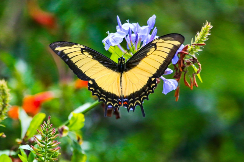 Mariposas de la Patria, una exposición fotográfica en honor a la memoria de las hermanas Mirabal