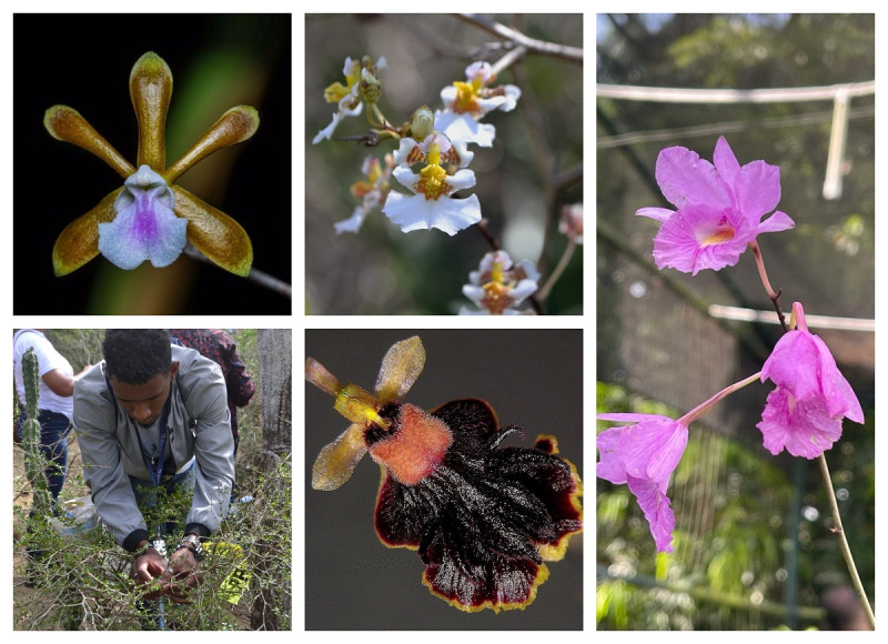 Mil orquídeas para el bosque seco