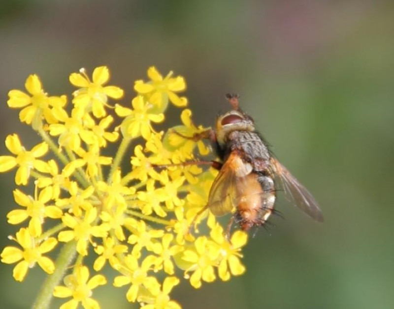 Las flores silvestres prescinden cada vez más de los insectos polinizadores