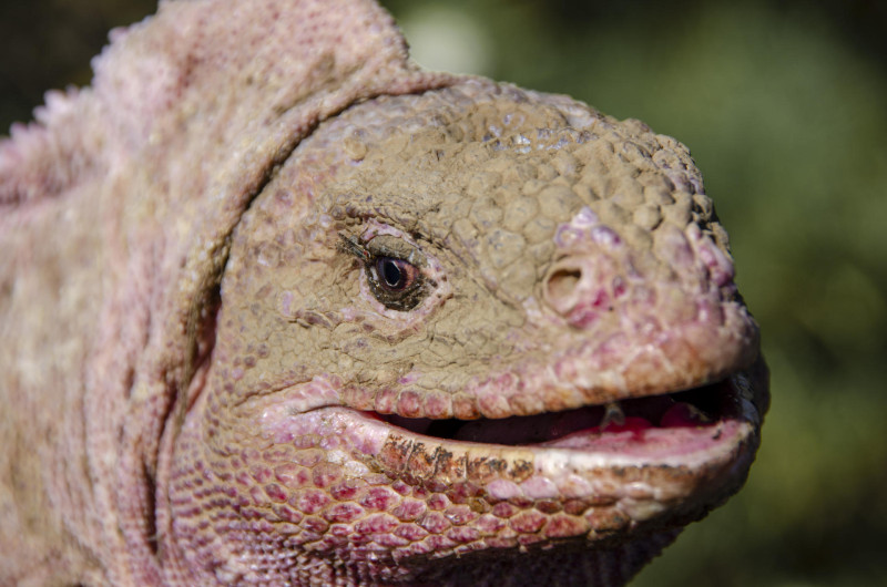 Descubren un nuevo herpes en la iguana rosada de Galápagos, una especie en peligro crítico