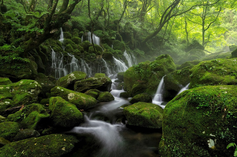 Día Mundial de los Bosques: Innovación, mejor gestión forestal y restauración de ecosistemas