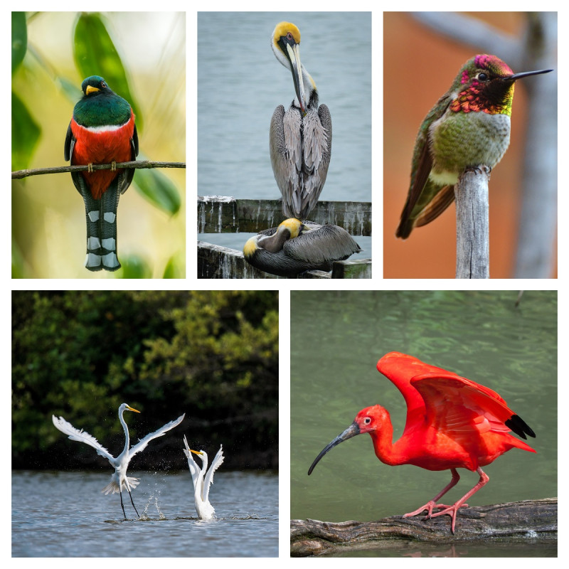 República Dominicana acogerá la 24 Conferencia Internacional de Aves del Caribe