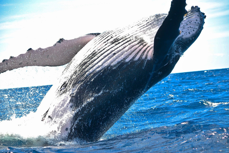 Las ballenas grises se encogen a ritmo acelerado a medida que avanza el cambio climático