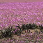  Inusuales lluvias hacen florecer el árido desierto de Atacama en Chile