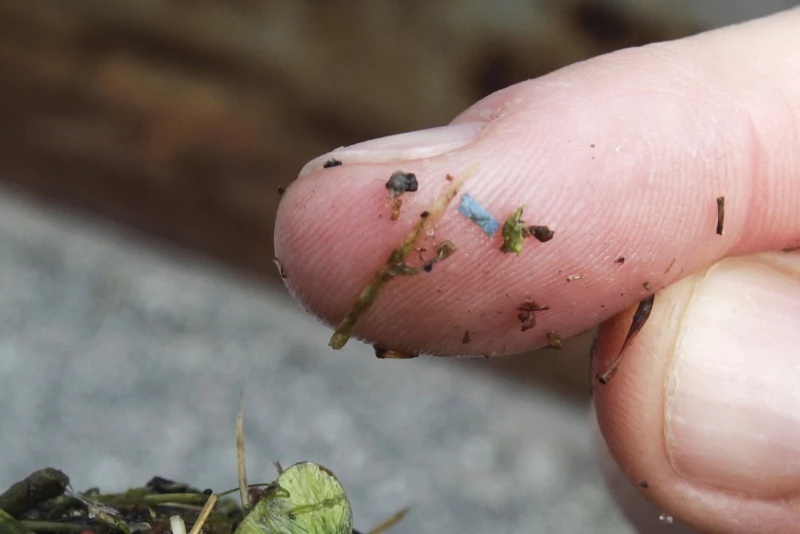 Los microplásticos están en todas partes, pero ¿nos hacen daño?