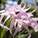 Jardín Botánico Nacional arriba a su 48 aniversario con nuevos proyectos de conservación