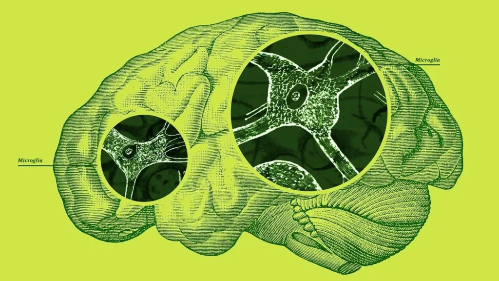 La doble función de las células cerebrales: protección y daño