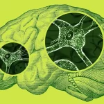 La doble función de las células cerebrales: protección y daño