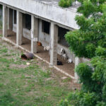 Escuelas de La Caleta son criaderos de vacas y chivos