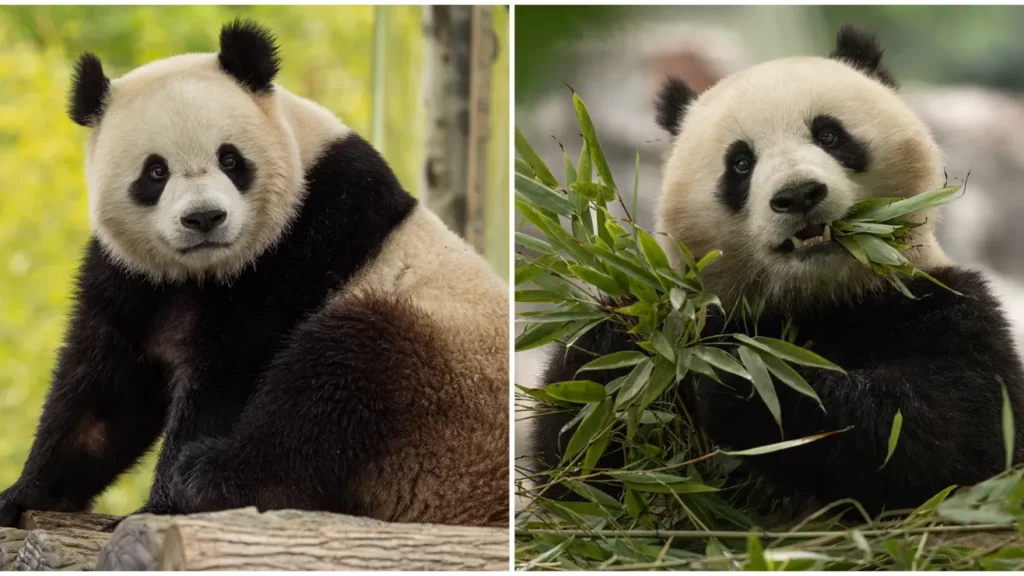 Dos pandas gigantes abordaron un Boeing 777 para viajar de China a Washington D.C.