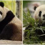 Dos pandas gigantes abordaron un Boeing 777 para viajar de China a Washington D.C.