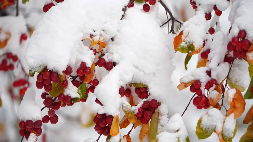 Primeras tormentas de nieve en EE.UU.: fechas y estados afectados