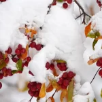 Primeras tormentas de nieve en EE.UU.: fechas y estados afectados