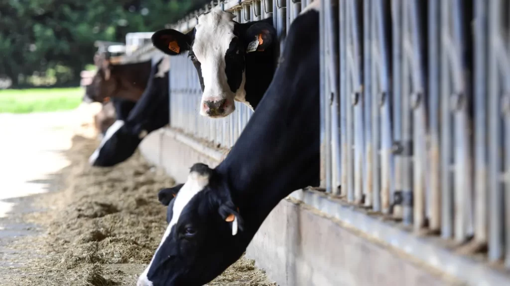 El Departamento de Agricultura ordena pruebas federales de gripe aviar en la leche