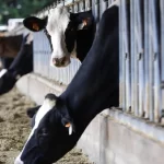 El Departamento de Agricultura ordena pruebas federales de gripe aviar en la leche